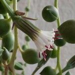 Senecio rowleyanus Квітка