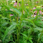 Echinacea purpurea Hoja