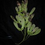 Acer acuminatum অভ্যাস