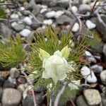 Serruria florida Flower