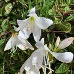 Beaumontia grandiflora Virág