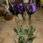 Eustoma exaltatum Cvet