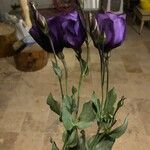 Eustoma exaltatum Кветка