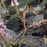 Mourera fluviatilis Flower