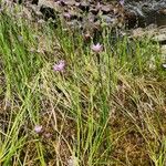 Hesperantha petitiana Habit