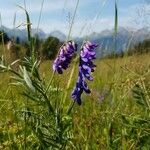 Vicia villosaКвітка