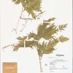 Selaginella parkeri Hoja