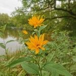 Helianthus tuberosusBlomst