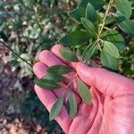 Ilex glabra Leaf