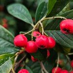 Cotoneaster frigidus Fruit