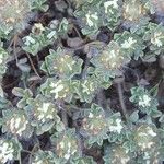 Trifolium cherleri Fleur