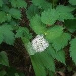 Actaea spicataÇiçek