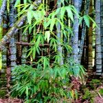 Dendrocalamus giganteus Habit