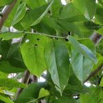 Pterocarpus indicus 葉