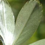 Alchemilla saxatilis 叶