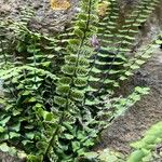 Asplenium trichomanes Φρούτο