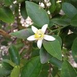 Citrus × aurantiifolia Flower