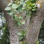 Populus x canadensis 叶