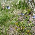 Veronica bellidioides Blomst