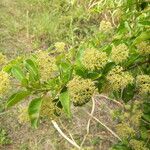 Pisonia aculeata Flower