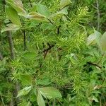 Salix bebbiana Leaf