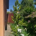 Veratrum lobelianum फूल