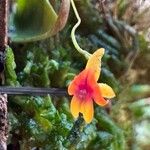 Lepanthes domingensis Flor