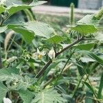 Solanum villosumFlor