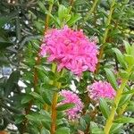 Pimelea roseaLapas