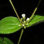 Miconia crenata Λουλούδι