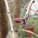 Cotinus coggygria Fulla