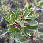 Berberis microphylla Лист