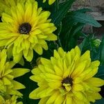 Rudbeckia hirta Other