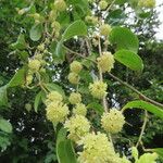 Smilax domingensis Feuille