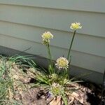 Allium senescens Blomst