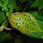 Miconia calocoma Leaf