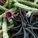 Huernia macrocarpa Lapas