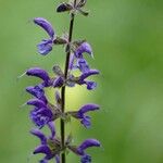 Salvia pratensisKwiat