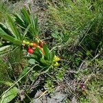 Daphne alpina Fruit