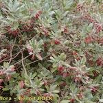 Teucrium heterophyllum ᱮᱴᱟᱜ