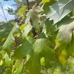 Acer × freemanii পাতা