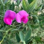 Lathyrus odoratusFlor