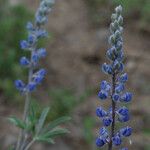 Lupinus meionanthus ᱵᱟᱦᱟ