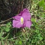Siphonochilus aethiopicus Λουλούδι