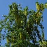 Phoradendron macrophyllum Blomst