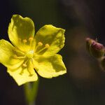 Crocanthemum scoparium Cvet