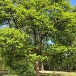 Acer × coriaceum आदत