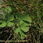 Aquilegia hirsutissima Leaf