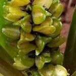 Chlorophytum orchidastrum Fruit