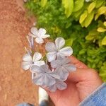 Plumbago auriculata Flower